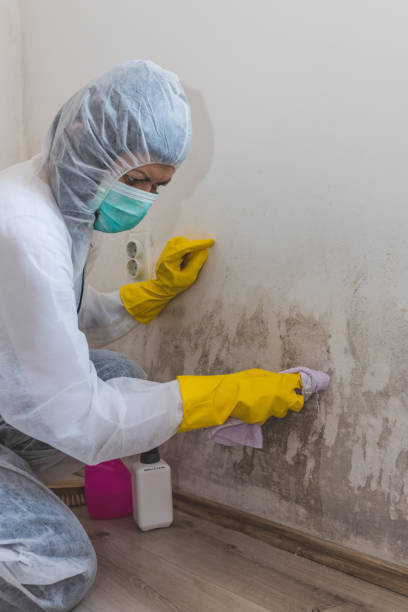 Best Environmental Consulting for Mold Prevention  in Wyoming, MN