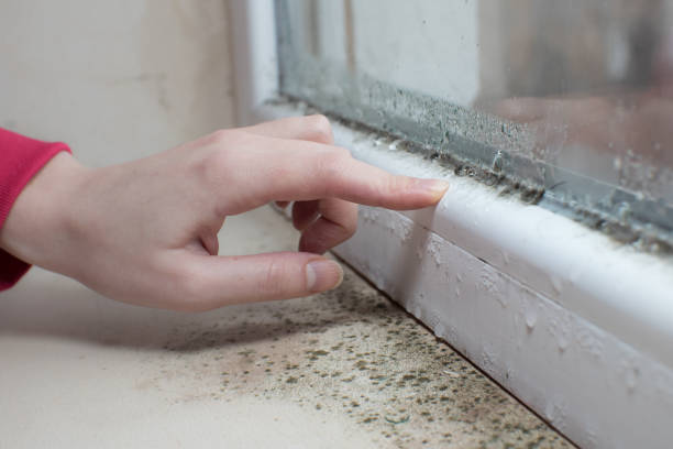 Professional Mold Removal in Wyoming, MN